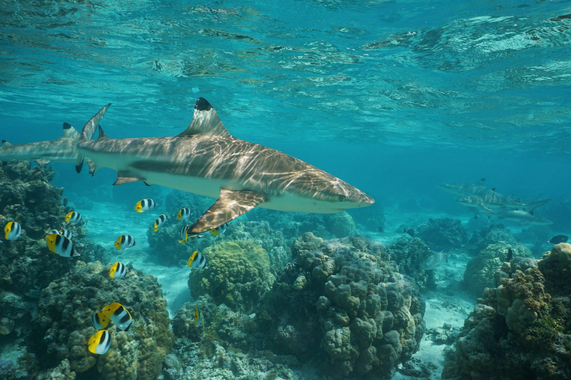 Shark & The Wolf: Predators and Prey